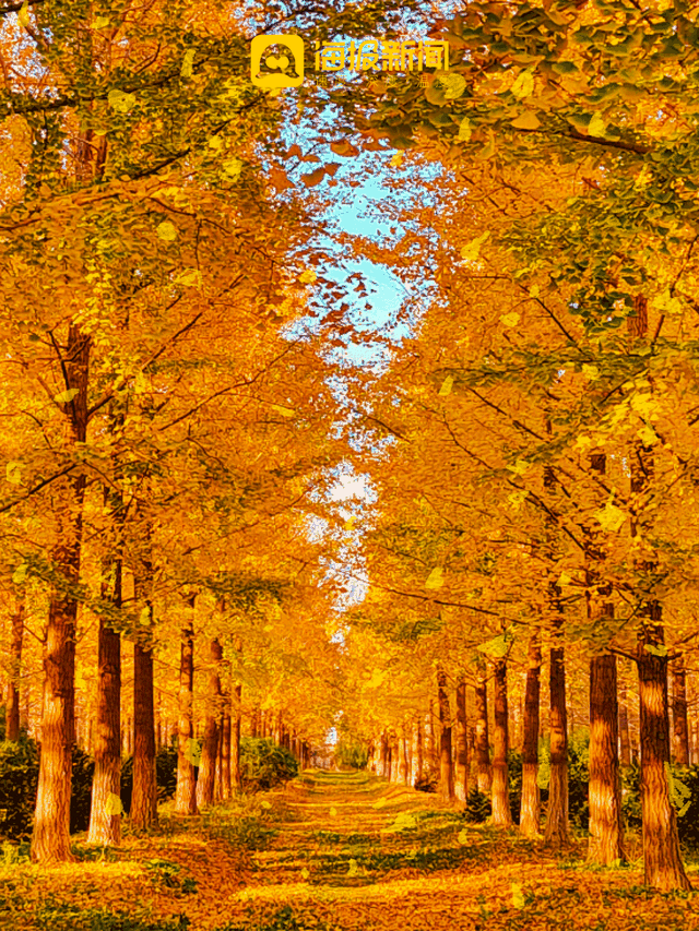 动图海报丨那就好好告别吧，在潍坊最后的秋景里！