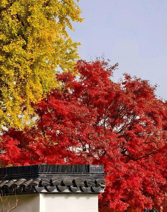 秋日特调！南京“西红柿炒蛋”皮肤已限时上线！