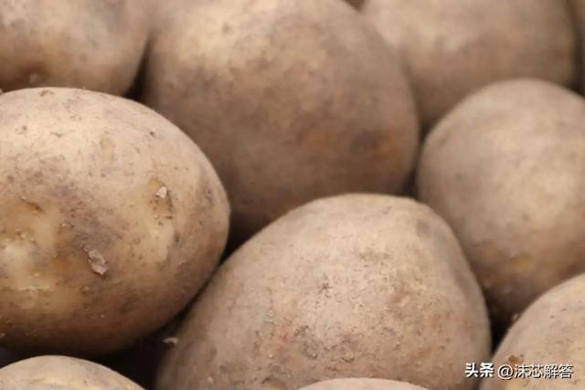 土豆如何算发芽土豆怎么算发芽（什么程度的土豆算发芽）