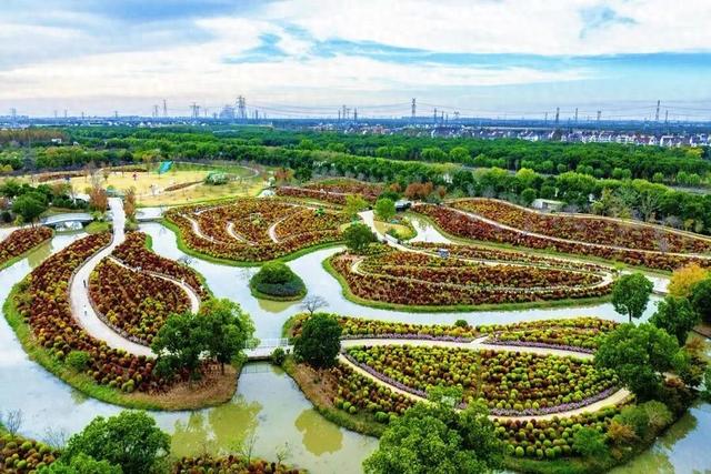 红了！沪郊最大地肤花海进入最佳观赏期，30万株“毛绒球”等你打卡