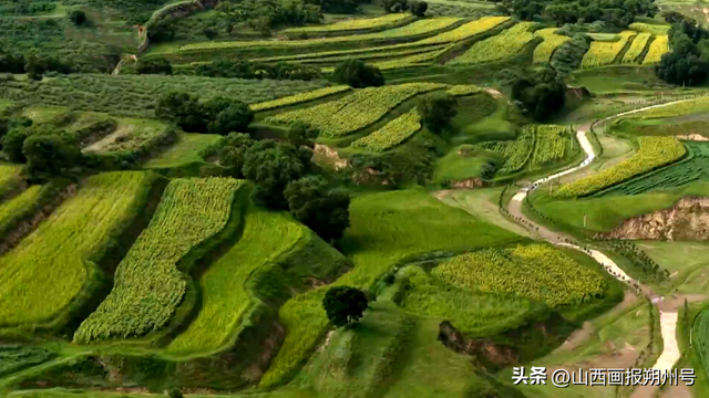 朔州：走，去看向日葵