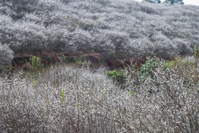 又被信宜美到了！青梅如雪，花期只有1个月