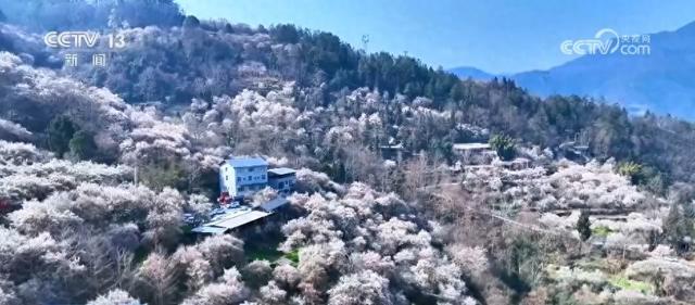 又是一年赏花季 邂逅春日浪漫 “赏花+”为农文旅消费“增香添彩”