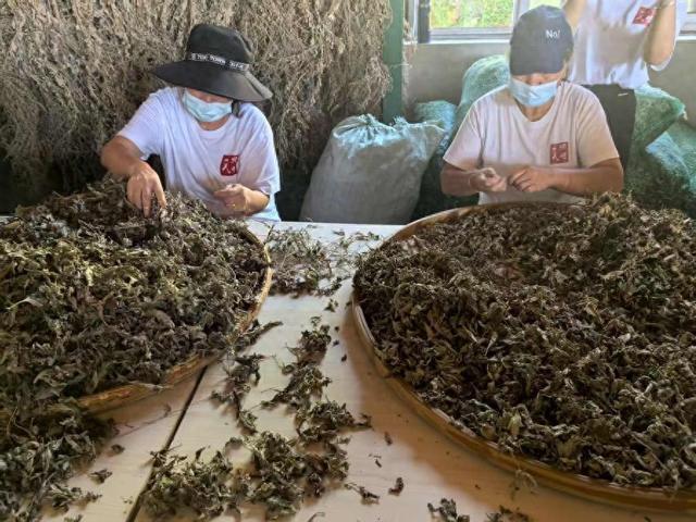 沿着铁路评湖北｜探访蕲春：一株艾草如何成为富民强县的密码？