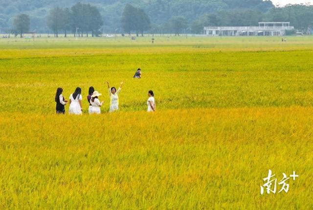 图集｜金黄田园上线！中山崖口稻田迎最佳观赏期