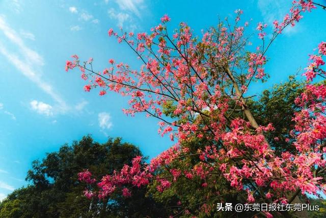 周末走起！东莞限定款“粉色花海”上线→