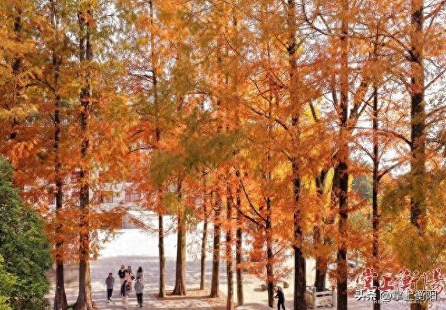 2025南岳衡山国际登山赛将于11月23日鸣枪启幕