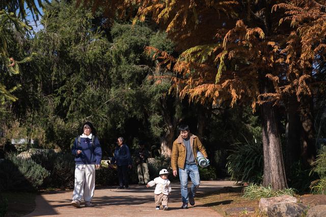 云南昆明：冬日绿意暖