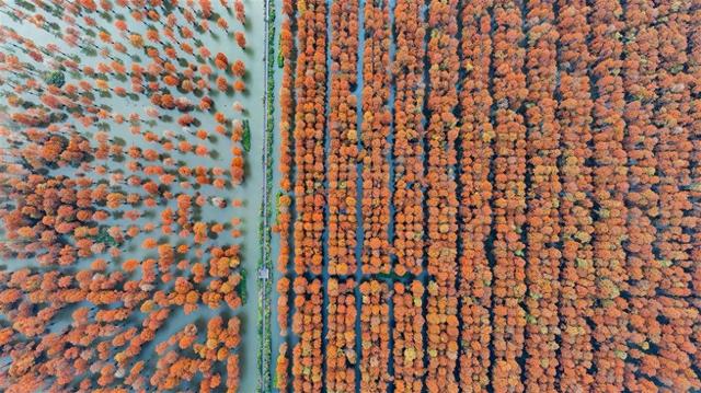 武汉涨渡湖湿地池杉红遍宛如童话世界