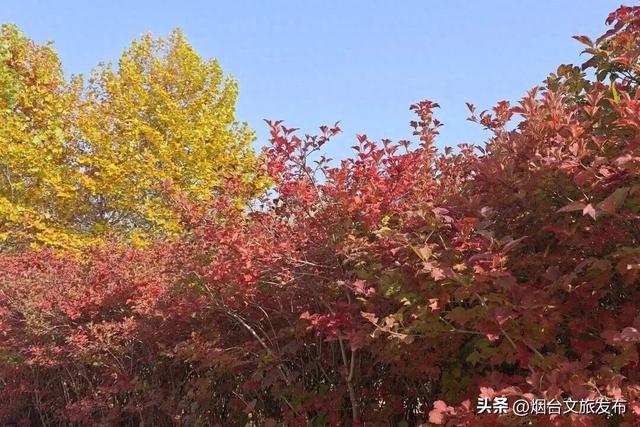 【乐游烟台】一键收藏！烟台海阳的秋天，把浪漫都洒在了这里