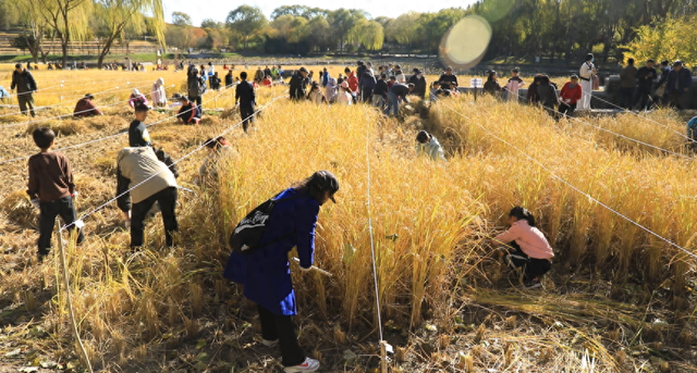 在海淀金色稻田里，上一堂生动的“秋收课”