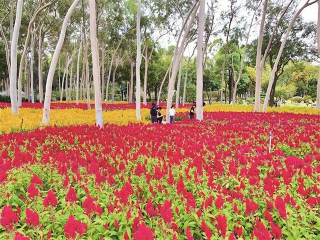 厦门秋意渐浓，快来这些地方体验别样秋韵→