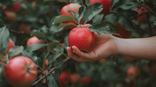 果因优化（2025年库存红富士苹果价格走势）