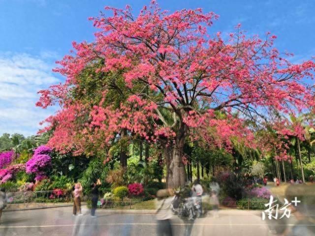 粤享暖冬！异木棉花海暴击，网友：请北方朋友看过来