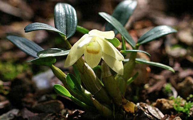 新鲜铁皮石斛多少钱一斤 2025年新鲜铁皮石斛多少钱一斤啊