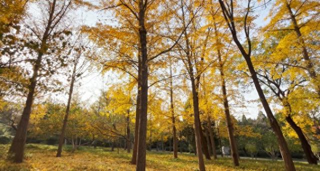 别错过！济南公园景区最美落叶景观仍“在线”