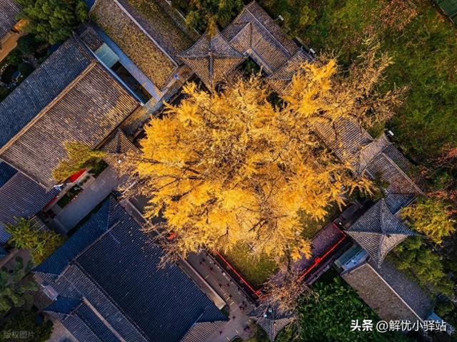 终南禅韵 金色千年！古观音禅寺银杏迎最佳观赏期