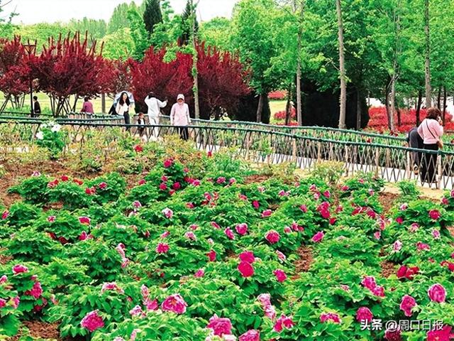 周口植物园牡丹竞相绽放