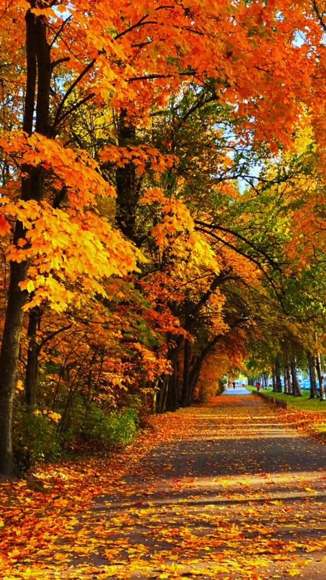 秋日邂逅，开启浪漫诗意之旅