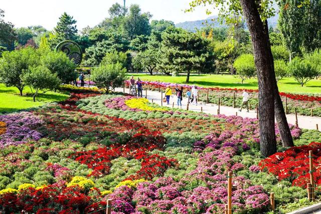 假期第二天，北京市属公园迎客64.2万人，菊花成主角