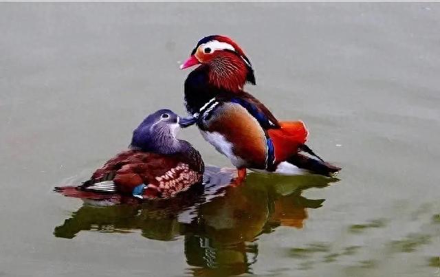 鸳鸯溪 邂逅自然与浪漫的梦幻之境