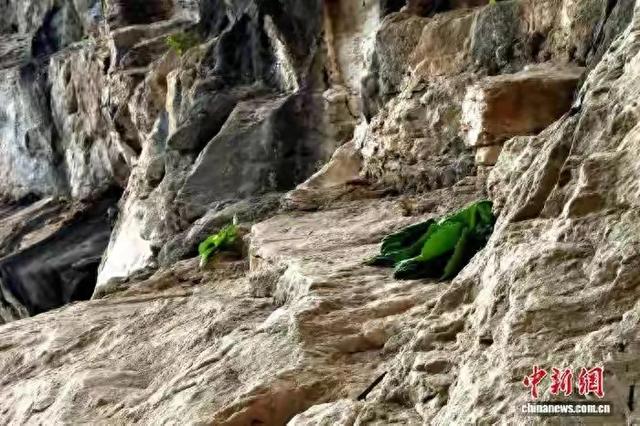 无人机拍下震撼一幕！湖北峭壁上发现20多株珍稀崖白菜，价值连城
