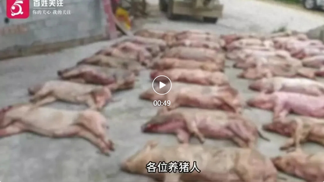 损失惨重！重庆一养殖户3天死390头猪，当地政府：死猪已妥善处置