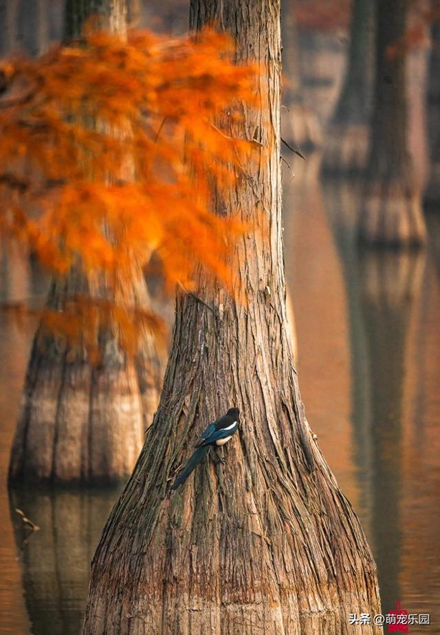 新洲池杉悄悄换装，数万棵树披赤褐外衣，候鸟纷纷奔来如梦境