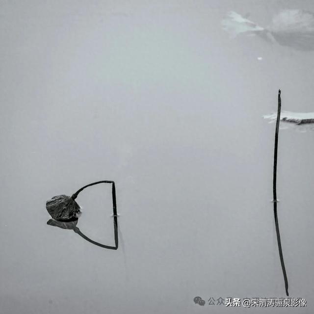 陕西渭南：人民公园秋天的残荷淡如水 美如画 凄凉如人生