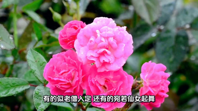 御苑叠翠：皇宫花园游览记。