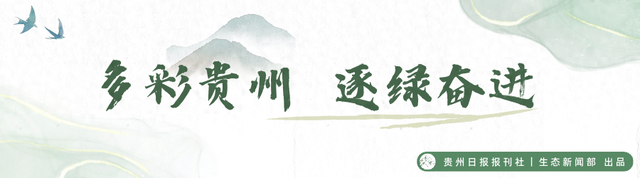 【不一样的生态游】23℃的森林间，藏着树屋下的魔法奇遇