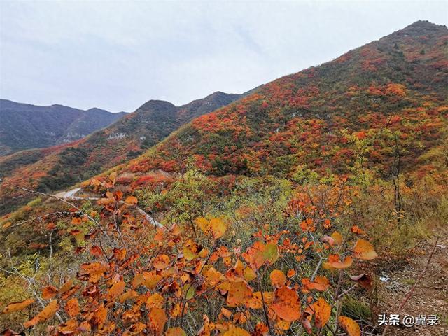 石家庄井陉：松树岭赏秋观红叶，漫山红遍层林尽染