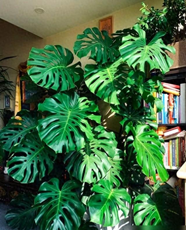 “阴花不能进阳宅	”，家里若有这5种花。请赶紧“搬出去”！