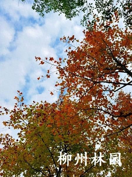 柳州市鹧鸪江桥南休闲绿地迎来最佳观赏期