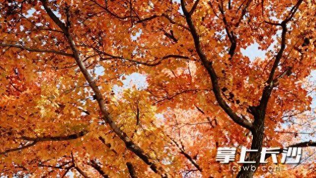 最低6℃！长沙将迎大降温！