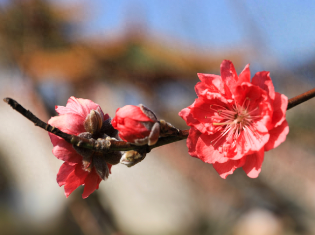 开了！开了！七星岩桃花开了！