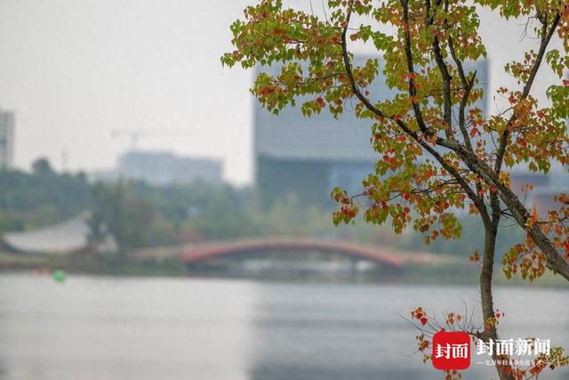 赏秋不跑远 成都多个城区公园也能看红叶｜图集