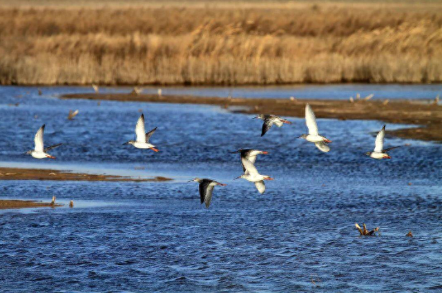 黄河口观鸟季