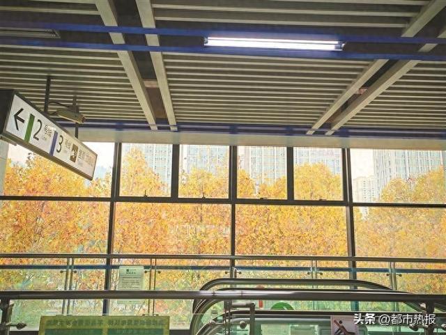 跟着轨道嗨重庆丨冬日限定！ 鱼洞站外的梧桐美成画