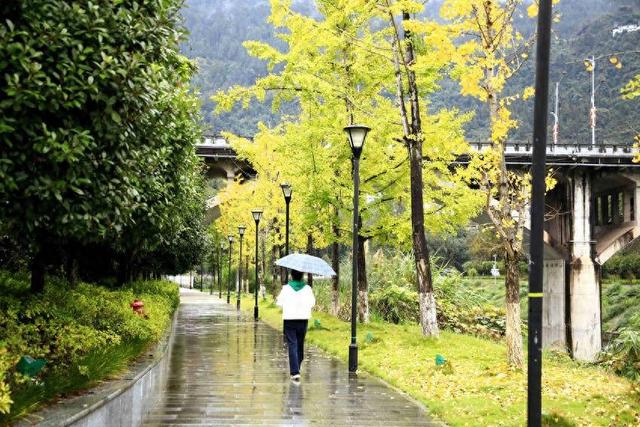 诗画冬日鹤峰：溇水波光里 银杏写诗篇