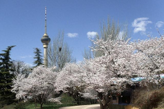 北京玉渊潭公园 樱花漫舞的诗意秘境