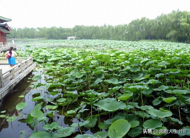夏日炎炎，泉城戏水，不辞长作济南人