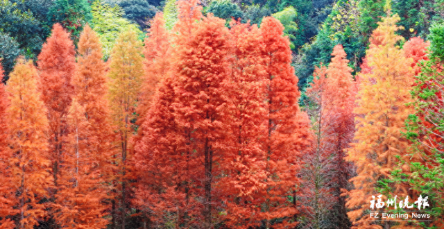 闽清古洋村水杉正当“红”