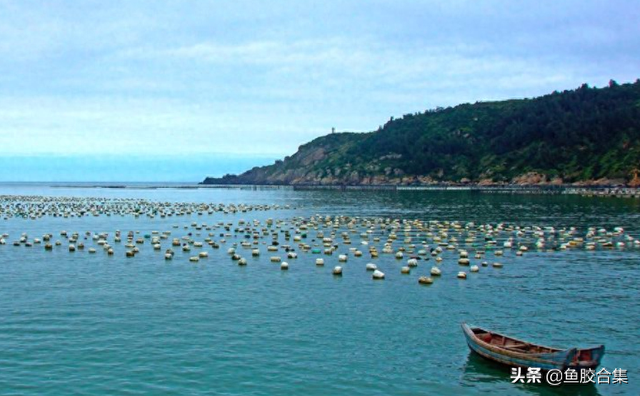 花胶的主要产地 花胶的主要产地是哪里