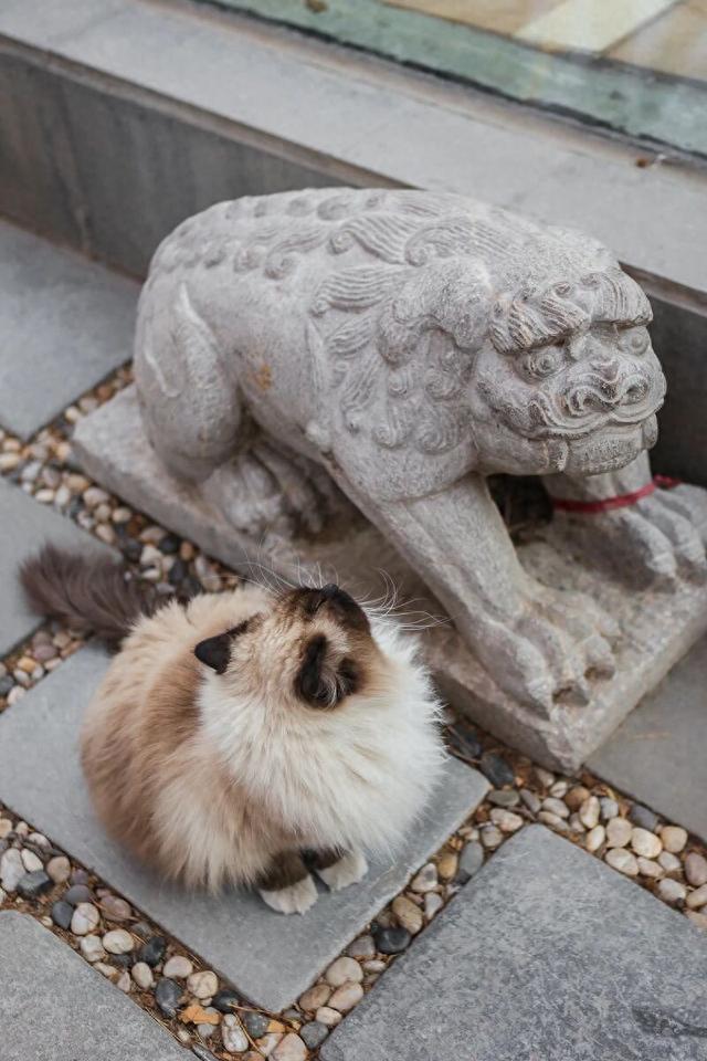 观复猫带你画·中华最有名 | 观音泉