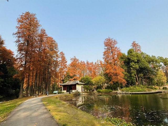 赏“枫”情万种，观层林尽染！一站式赏叶，来武汉植物园吧