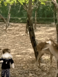 突发，山东诸城市动物园一梅花鹿冲撞小朋友，园区回应：医院检查费用全部承担