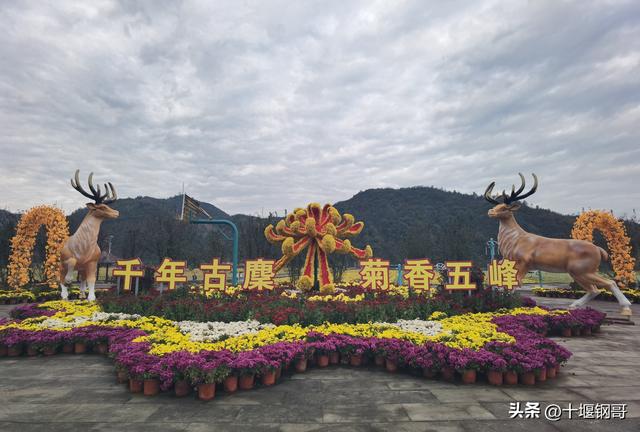 千年古麇，菊香五峰！十堰市郧阳区东峰村万亩菊花震撼盛开太美了