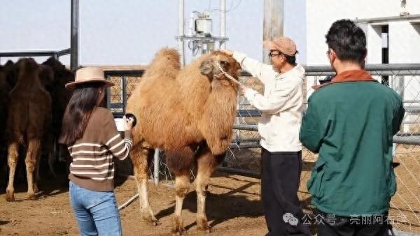 北疆文化神州行丨网络达人探秘阿拉善右旗：解锁生态与文化密码