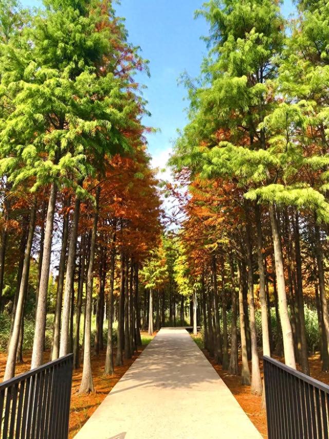 秋色斑斓美如画